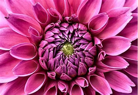 Image of a Dahlia