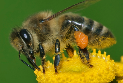 Bee